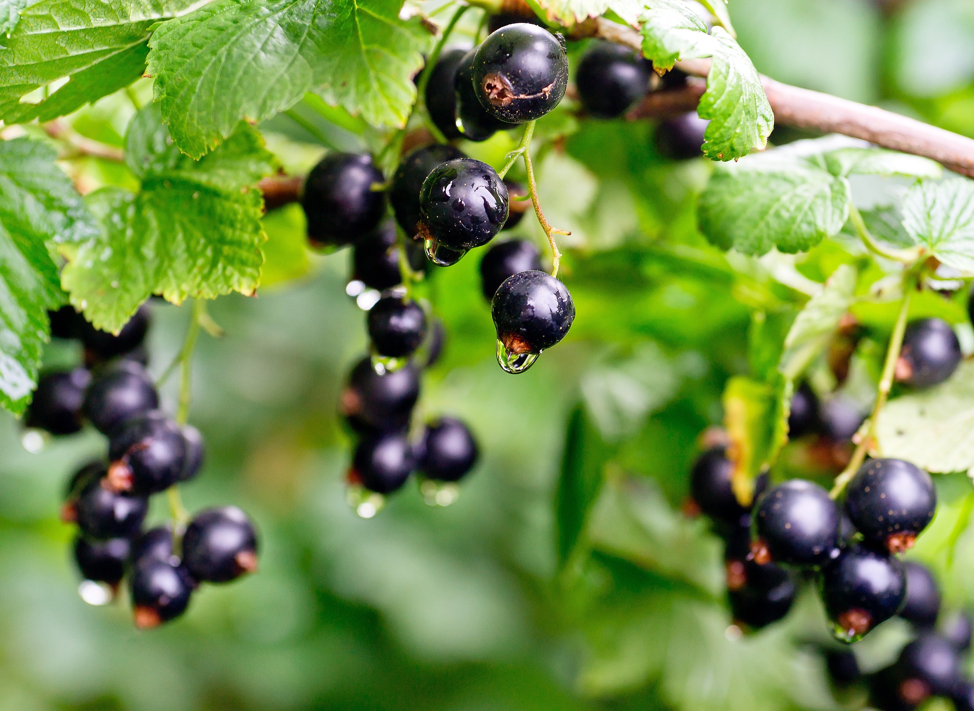 Coacăzele negre, fructele prietenoase cu silueta, care fac minuni pentru sănătate